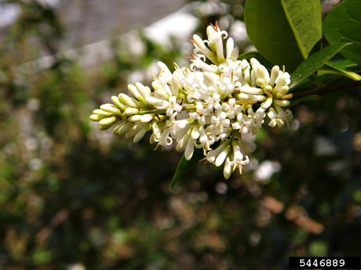 image of Ligustrum ovalifolium, California Privet