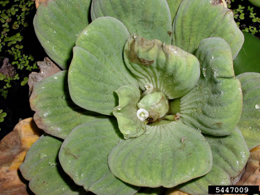 image of Pistia stratiotes, Water Lettuce