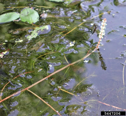 Myriophyllum spicatum, Eurasian Water-milfoil