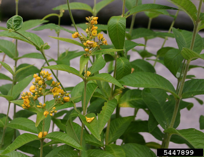 image of Lysimachia vulgaris, Garden Loosestrife