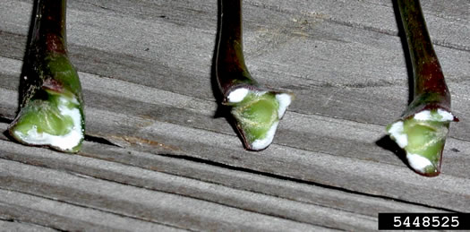 image of Acer platanoides, Norway Maple