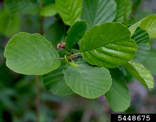 image of Alnus glutinosa, Black Alder, European Alder