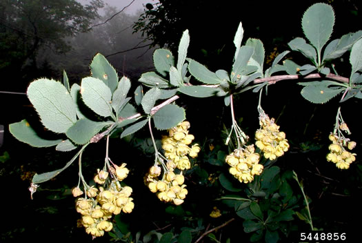 image of Berberis vulgaris, European Barberry, Common Barberry