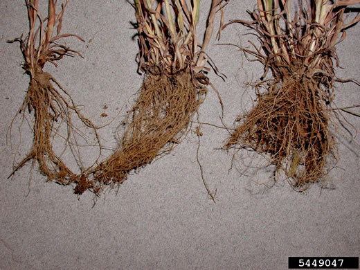 image of Bromus tectorum, Downy Brome, Downy Chess, Downy Cheat, Cheatgrass