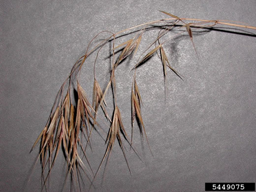 image of Bromus tectorum, Downy Brome, Downy Chess, Downy Cheat, Cheatgrass