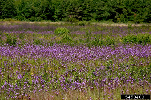 image of Cirsium arvense, Canada Thistle, Field Thistle