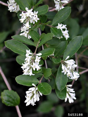 image of Ligustrum obtusifolium var. obtusifolium, Border Privet