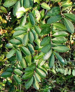 image of Ligustrum obtusifolium var. obtusifolium, Border Privet