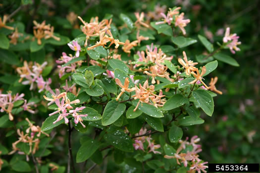 image of Lonicera ×bella, Bell's Honeysuckle, Pretty Honeysuckle, Showy Honeysuckle