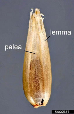 image of Cenchrus ciliaris, Buffelgrass