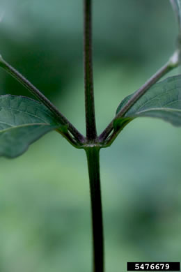 image of Achyranthes japonica var. hachijoensis, Japanese Chaff-flower