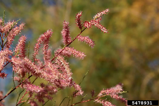 image of Tamarix ramosissima, Salt-cedar, Tamarisk