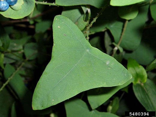 image of Persicaria perfoliata, Asiatic Tearthumb, Mile-a-minute-weed, Mile-a-minute-vine, Devil's-tail Tearthumb