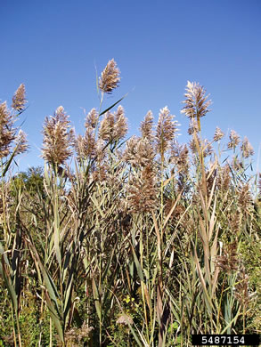 image of Phragmites australis, Common Reed, Old World Reed