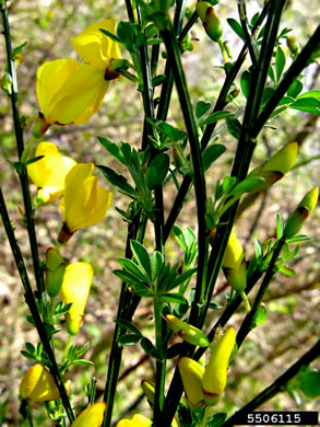 image of Cytisus scoparius, Scotch Broom