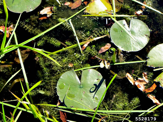 image of Aldrovanda vesiculosa, Waterwheel-plant