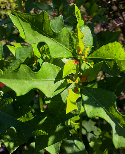 image of Euphorbia cyathophora, Wild Poinsettia, Painted Leaf, Fire-on-the-mountain