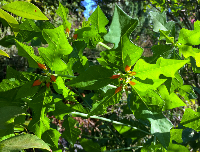 image of Euphorbia cyathophora, Wild Poinsettia, Painted Leaf, Fire-on-the-mountain