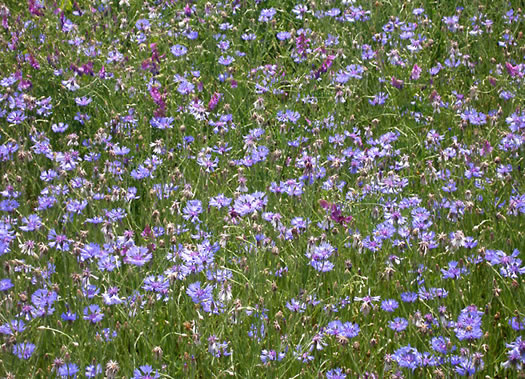 image of Cyanus segetum, Bachelor's Buttons, Cornflower