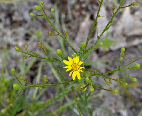 Pityopsis graminifolia, Narrowleaf Silkgrass, Grassleaf Goldenaster