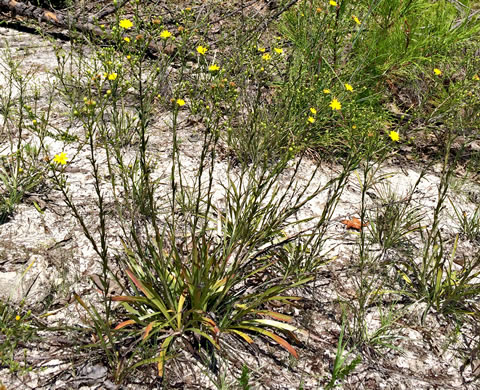 Pityopsis graminifolia, Narrowleaf Silkgrass, Grassleaf Goldenaster