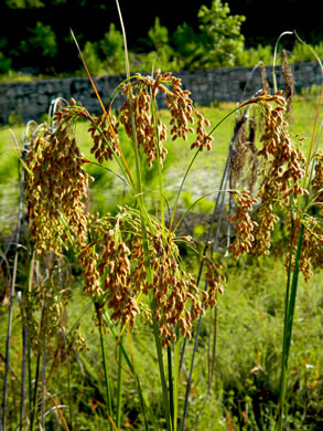 image of Scirpus cyperinus, Woolgrass Bulrush, Marsh Bulrush, Woolly Bulrush