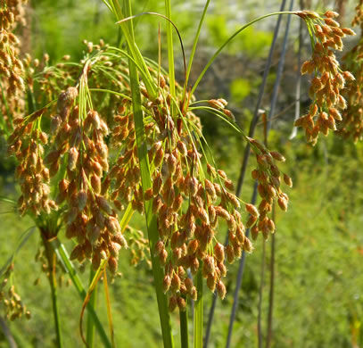 image of Scirpus cyperinus, Woolgrass Bulrush, Marsh Bulrush, Woolly Bulrush