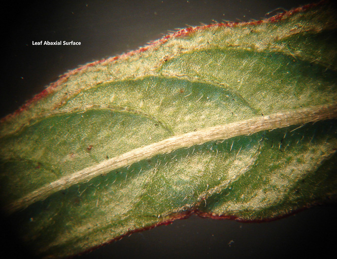 image of Ludwigia octovalvis, Mexican Primose-willow