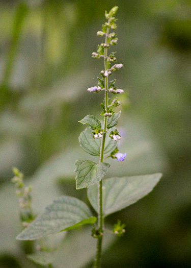 image of Cantinoa mutabilis, Tropical Bushmint