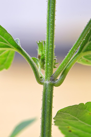 image of Cantinoa mutabilis, Tropical Bushmint