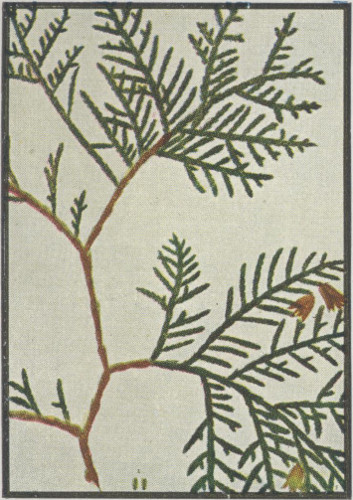 image of Thuja occidentalis, American Arborvitae, Northern White Cedar, Flat Cedar, Eastern Arborvitae