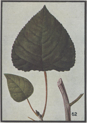 image of Populus balsamifera, Balsam Poplar, Hackmatack, Tacamahac