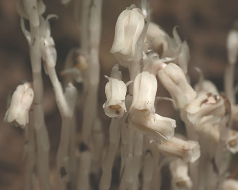 image of Monotropa uniflora, Indian Pipes, Ghost-flower, Common Ghost Pipes