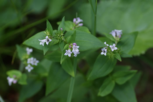 image of Houstonia purpurea, Summer Bluet, Mountain Bluet, Woodland Bluet, Purple Bluet