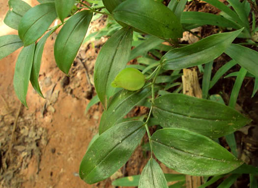 image of Uvularia puberula, Mountain Bellwort, Appalachian Bellwort, Carolina Bellwort, Coastal Bellwort