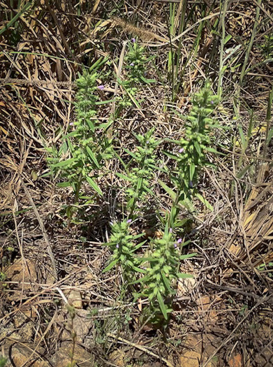 image of Hedeoma hispida, Rough Pennyroyal, Rough False Pennyroyal, Mock Pennyroyal