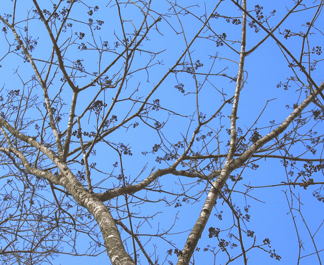 image of Phellodendron amurense, Amur Cork-tree, Northern Cork-tree, Japanese Cork-tree