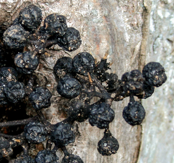 image of Phellodendron amurense, Amur Cork-tree, Northern Cork-tree, Japanese Cork-tree