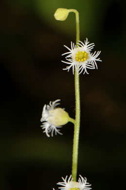 Two-leaved Miterwort