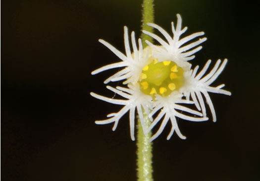 Two-leaved Miterwort