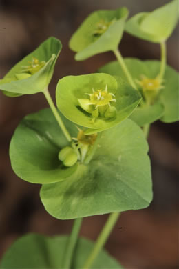 image of Euphorbia commutata, Woodland Spurge, Tinted Spurge, Wood Spurge