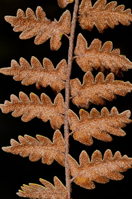 image of Astrolepis sinuata ssp. sinuata, Wavy Cloak Fern, Wavy Scaly Cloak Fern