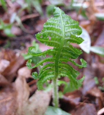 image of Athyrium angustum, Northern Lady Fern