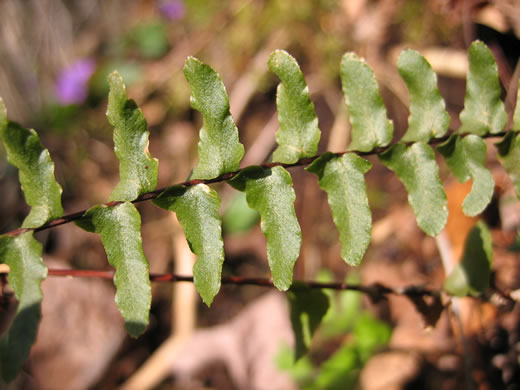 image of Asplenium platyneuron, Ebony Spleenwort