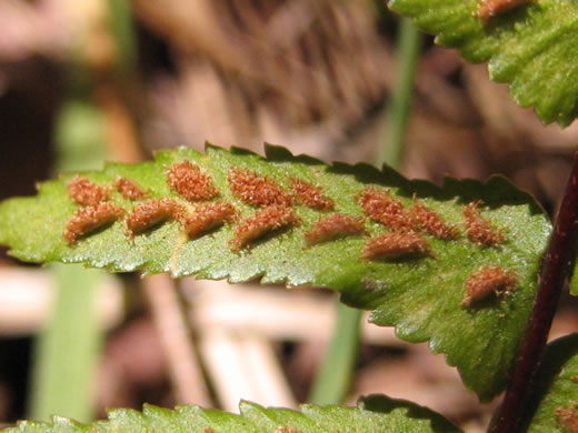 image of Asplenium platyneuron, Ebony Spleenwort