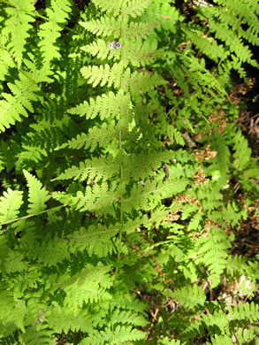 image of Cystopteris bulbifera, Bulblet Bladder Fern, Bulblet Fern