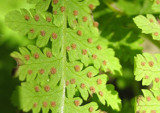 image of Cystopteris bulbifera, Bulblet Bladder Fern, Bulblet Fern