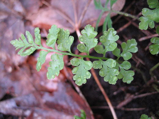 image of Cystopteris fragilis, Fragile Fern, Brittle Fern, Brittle Bladder Fern