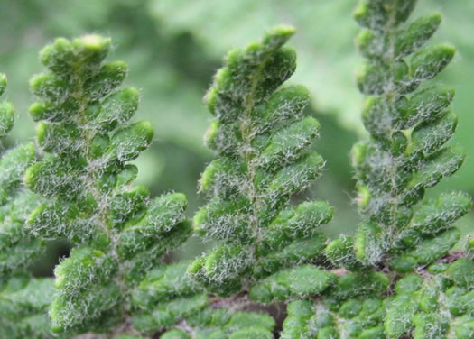 Woolly Lipfern