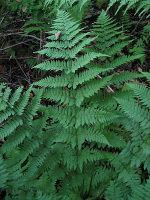 image of Dryopteris carthusiana, Spinulose Woodfern, Toothed Woodfern